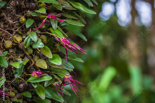 Bulbophyllum nipondhii Seidenf. beautiful rare wild orchid in tropical forest of Thailand. photo