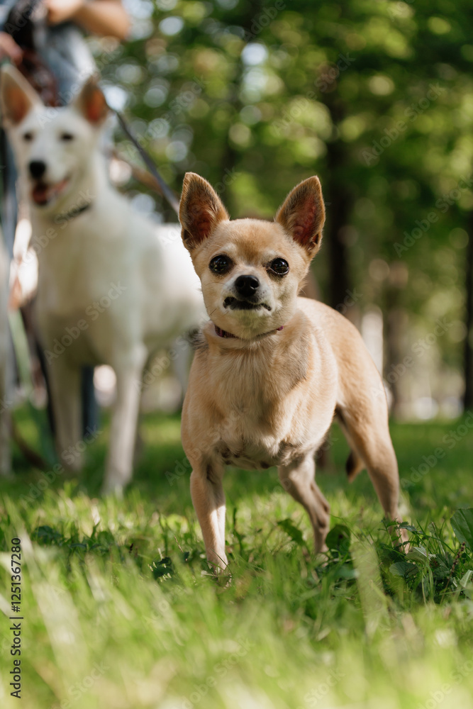 small dog with disability stands on green lawn, a pet without front paw. amputation of limbs, rehabilitation of pets, and care of a dog. happy animals with their owner in park, training small dog with disability stands on green lawn, a pet without front paw. amputation of limbs, rehabilitation of pets, and care of a dog. happy animals with their owner in park, training