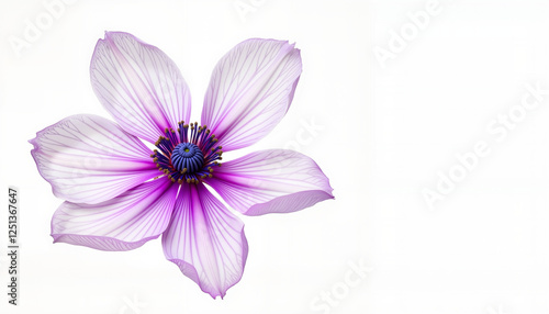 Delicate anemone flower blooms in soft purple hues, natural beauty