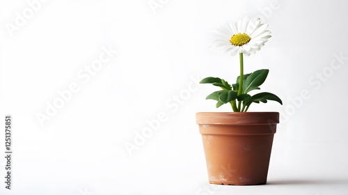 Wallpaper Mural A small potted plant with a white flower, isolated against white Torontodigital.ca