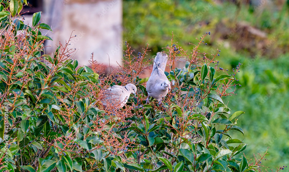 Obraz premium Close-up of a pair of young turtle doves feeding on winter berries in Castagneto Carducci Tuscany Italy