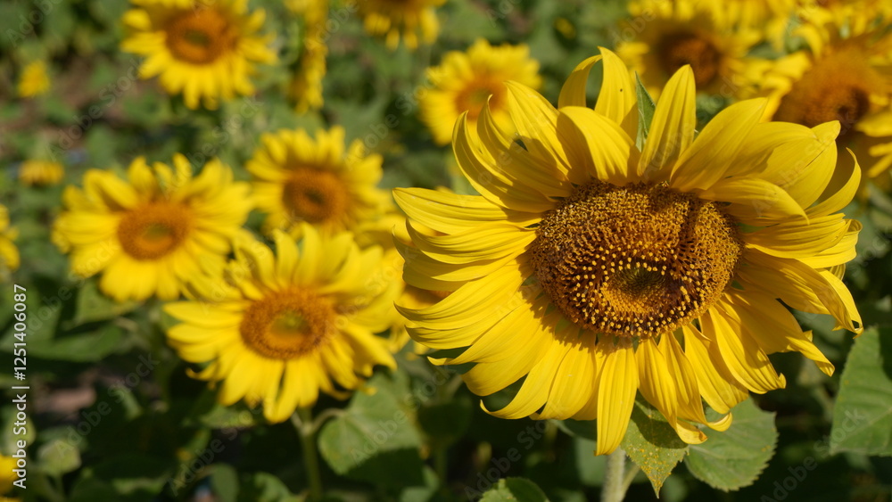 Close up of a beautiful sunflower blooming in the field Close up of a beautiful sunflower blooming in the field