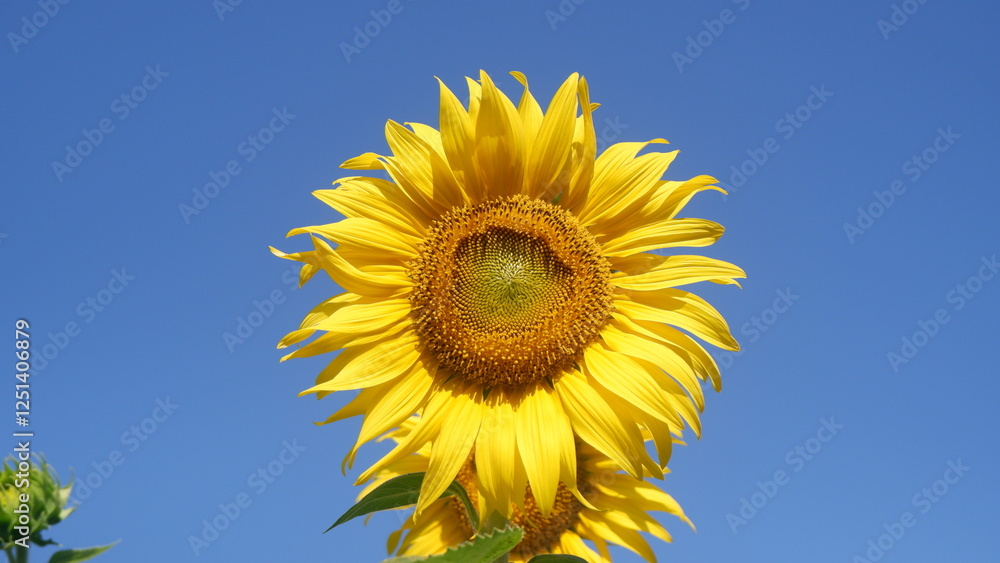 A single yellow full bloom Sunflower with blue sky background A single yellow full bloom Sunflower with blue sky background