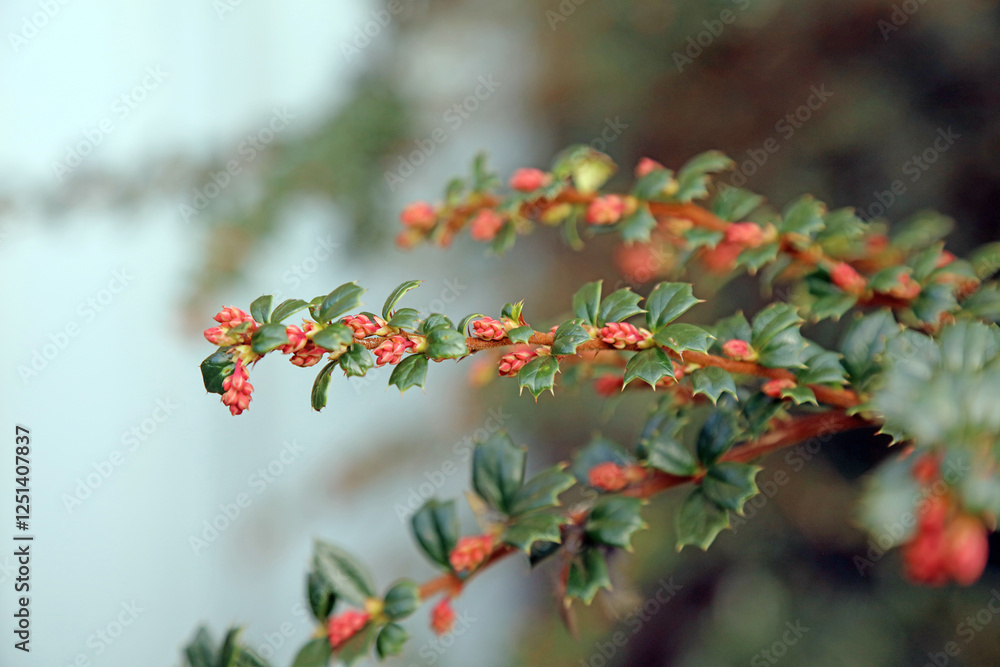 Macro image of new buds on a branch of Darwin's barberry, Derbyshire England
Macro image of new buds on a branch of Darwin's barberry, Derbyshire England
