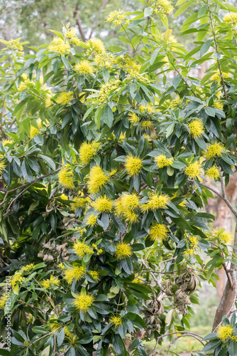 Beautiful Golden Penda (xanthostemon chrysanthus) flowers. photo