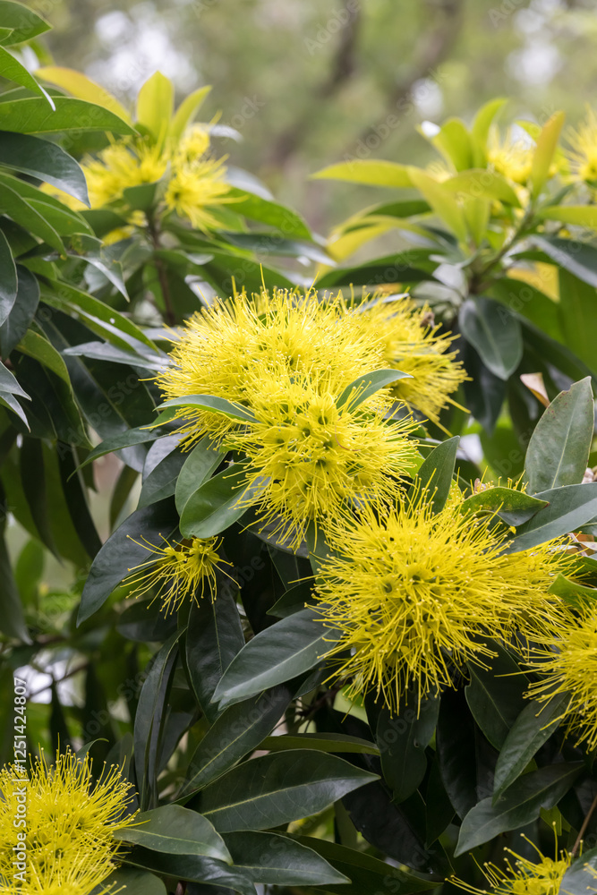 Beautiful Golden Penda (xanthostemon chrysanthus) flowers. Beautiful Golden Penda (xanthostemon chrysanthus) flowers.