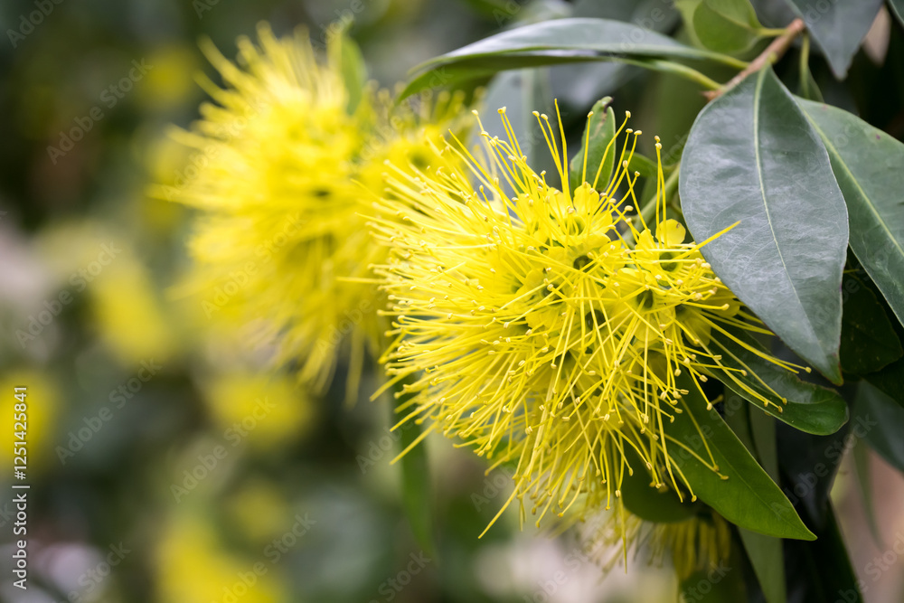 Beautiful Golden Penda (xanthostemon chrysanthus) flowers. Beautiful Golden Penda (xanthostemon chrysanthus) flowers.
