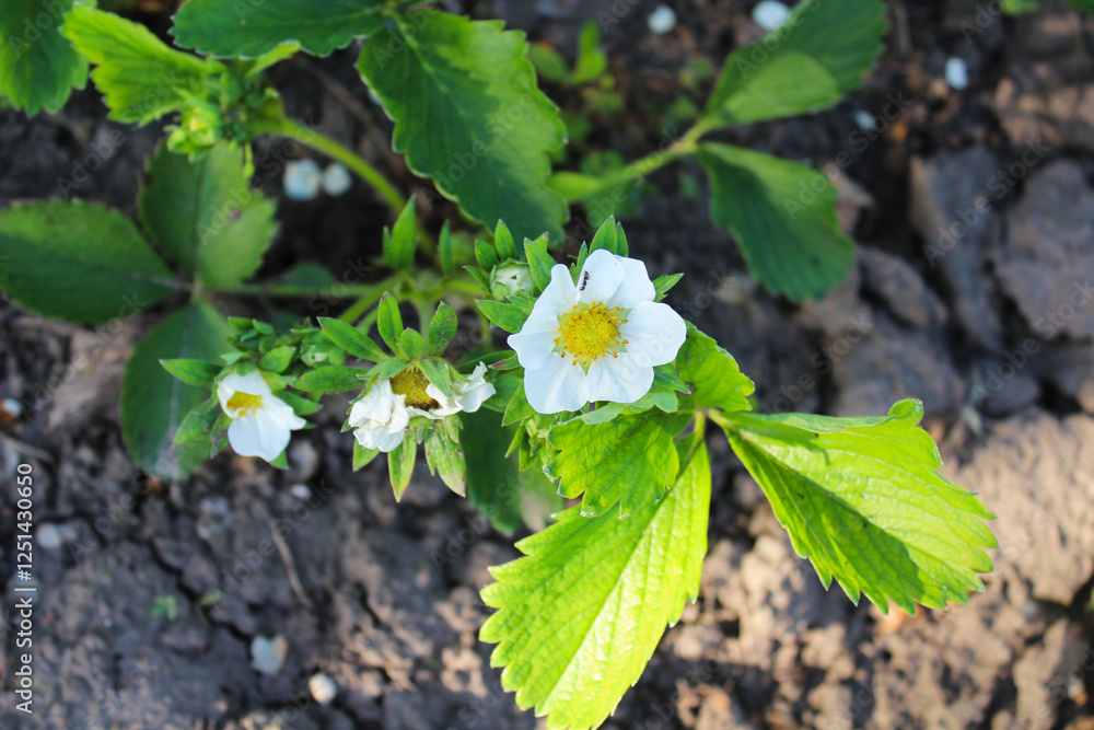 Strawberry blossoms with lush green leaves in a garden scene Strawberry blossoms with lush green leaves in a garden scene