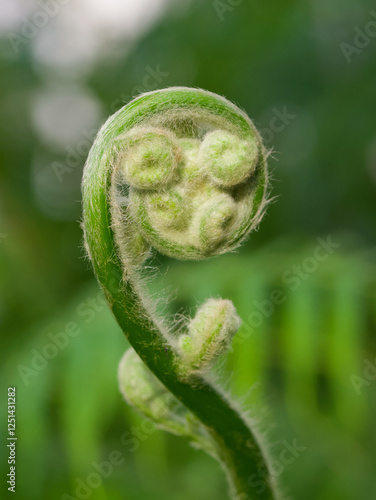 Beautiful close-up of cibotium schiedei photo