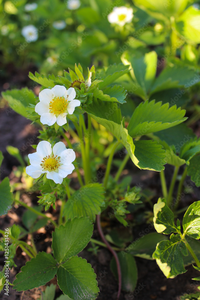 Fresh strawberry flowers and vibrant green leaves creating a lush natural background Fresh strawberry flowers and vibrant green leaves creating a lush natural background