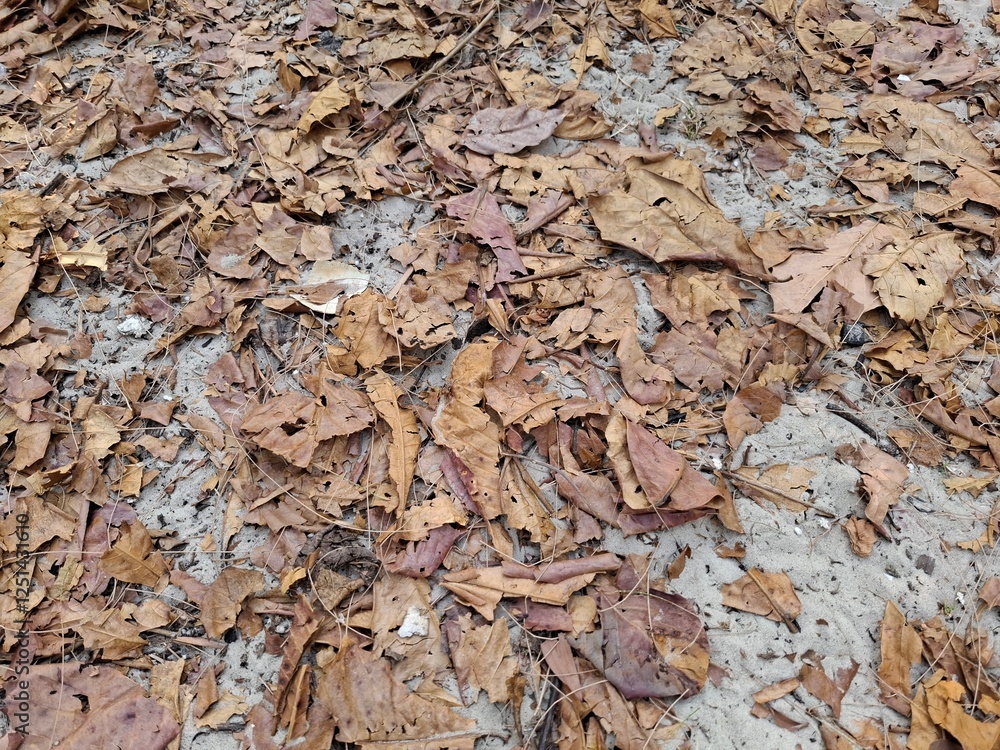 Falling leaves Falling leaves