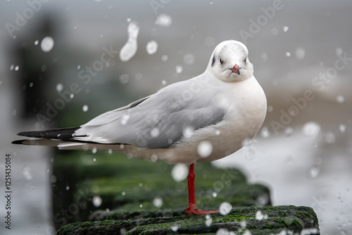 Lachmöwe in der Gischt auf den Buhnen photo