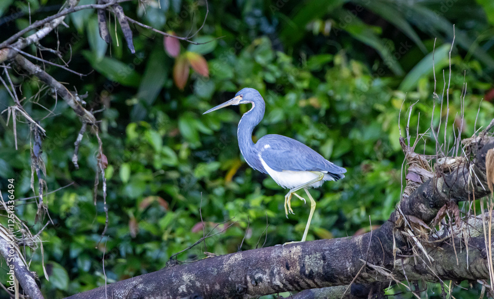 Naklejka premium Little blue heron