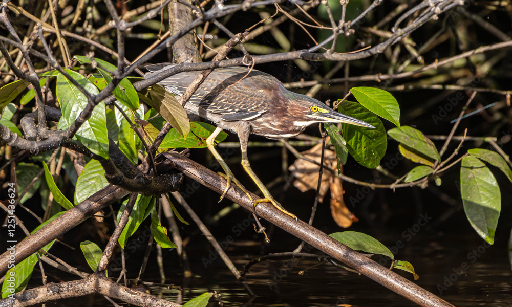 Obraz premium Green heron