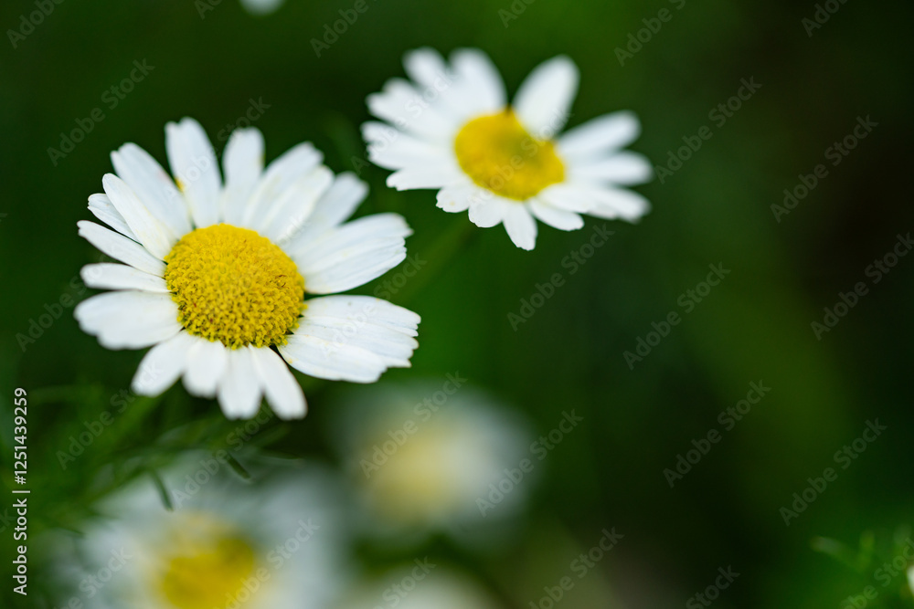 Obraz premium Very beautiful looking and colorful natural wonder flower shot outdoors