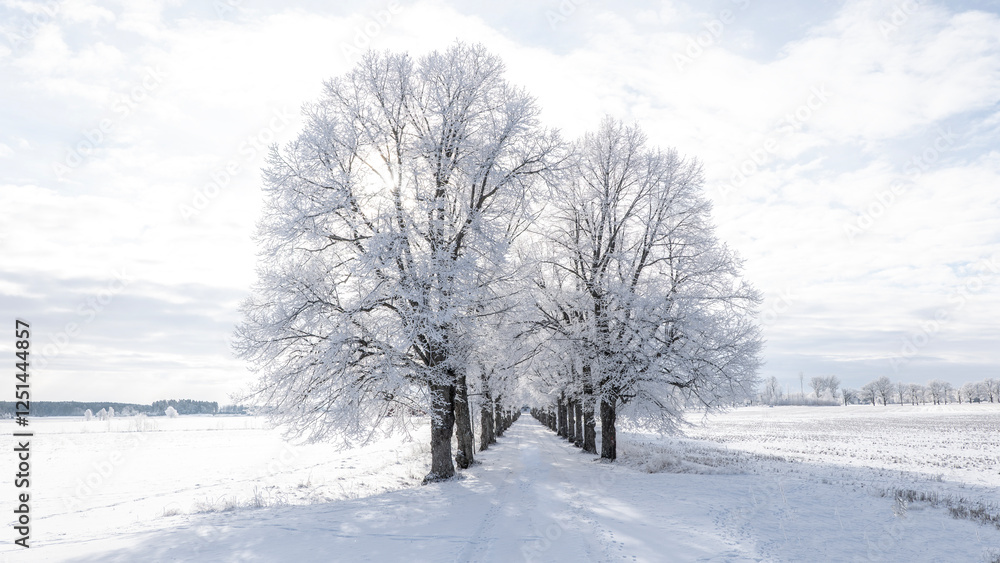 Farm barn and house in a cold wintry landscape with snow anf frost Farm barn and house in a cold wintry landscape with snow anf frost