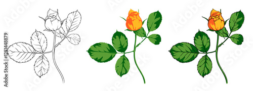 image of a yellow rosebud in various drawing techniques, an elegant branch of a rose on a long stem with leaves drawn with and without contour