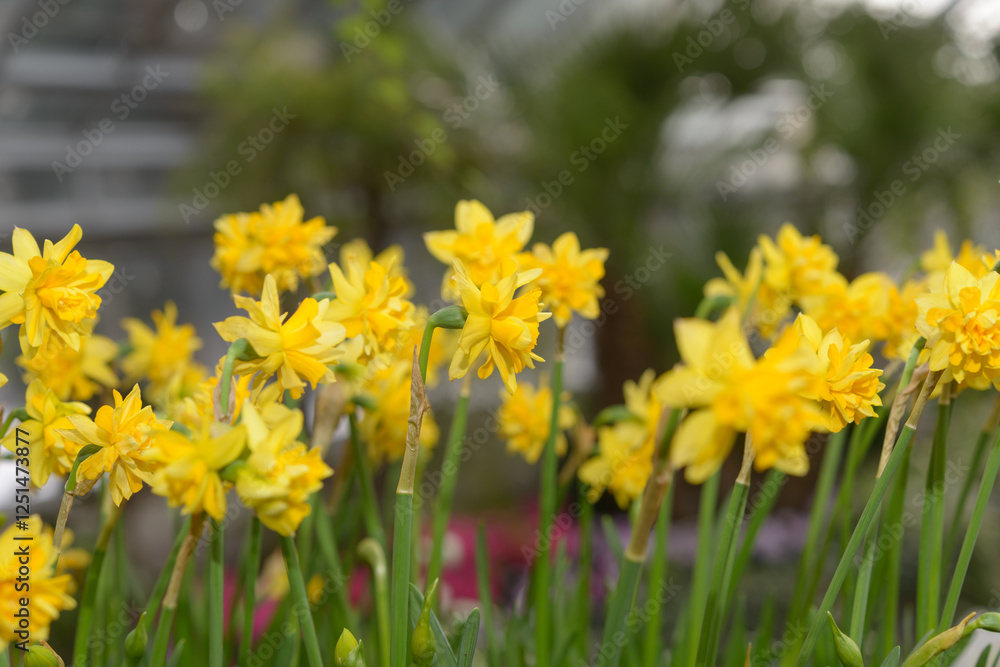 close-up of double yellow miniature daffodils on a defocused background close-up of double yellow miniature daffodils on a defocused background