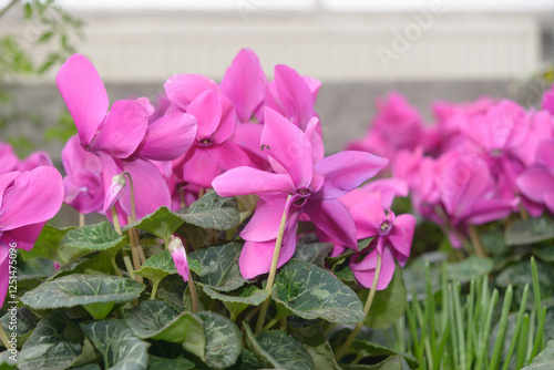 close-up of pink cyclamen blossoms and leaves photo