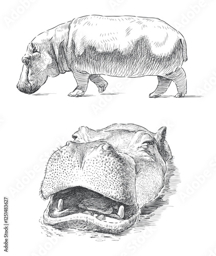 Hippopotamus snout sketch, walking behemoth profile, realistic hand drawn vector illustration isolated on white