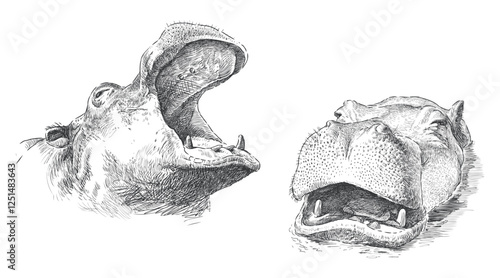 Hippopotamus snouts sketch, behemoth heads, realistic hand drawing, vector illustration isolated on white