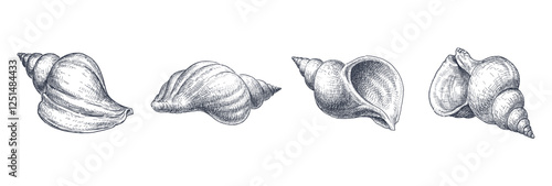 Sketches of four big seashells, realistic hand drawing, vector illustration isolated on white