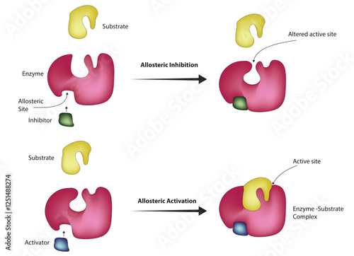 Allosteric Inhibition and Allosteric Activation photo