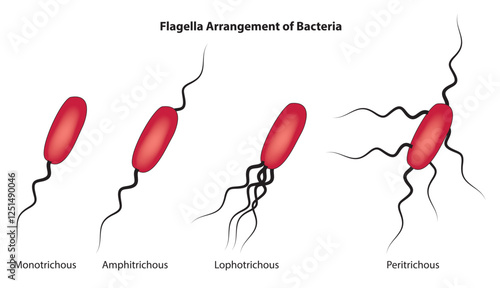 flagella arrangement of bacteria