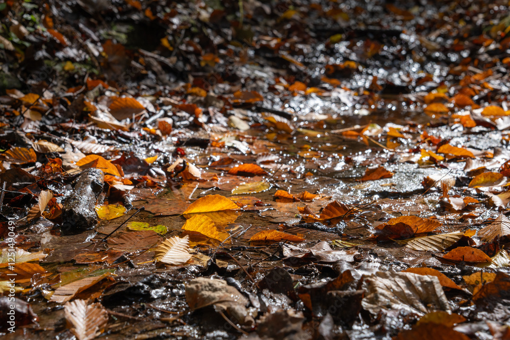 autumn leaves on the ground autumn leaves on the ground