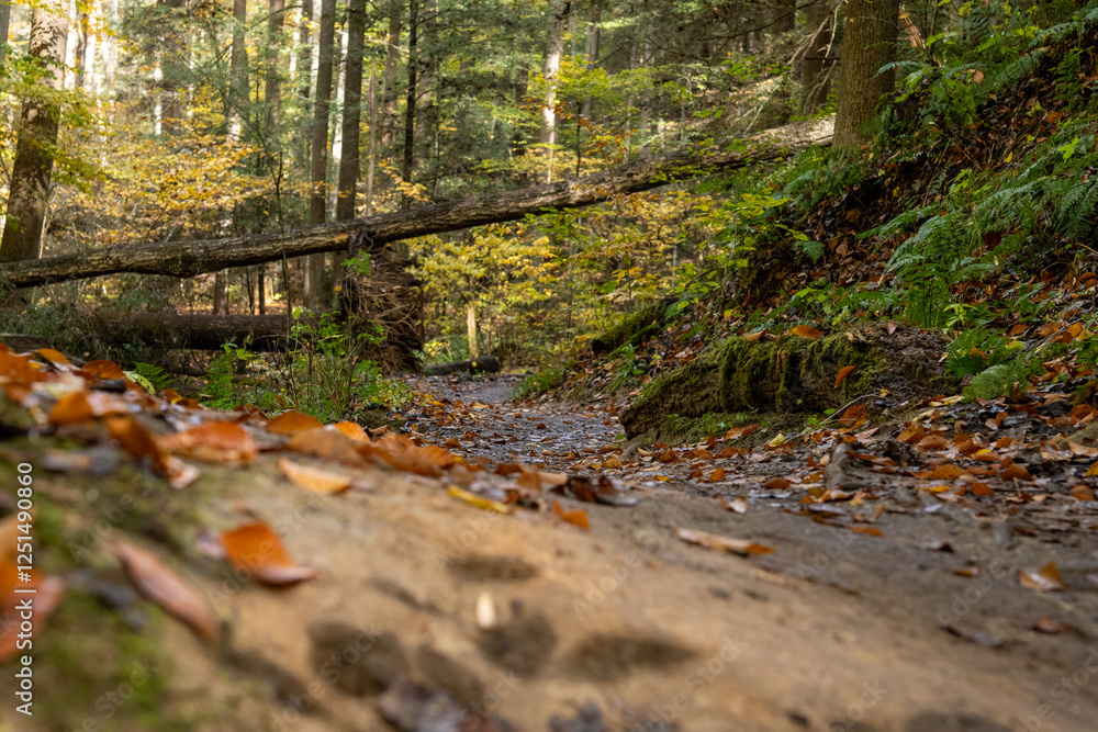 dry creek in the autumn forest dry creek in the autumn forest