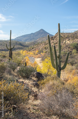 A colorful winter landscape of the sonoran desert on a sunny day overlooking a dry wash bed with a mountain peak in the distance