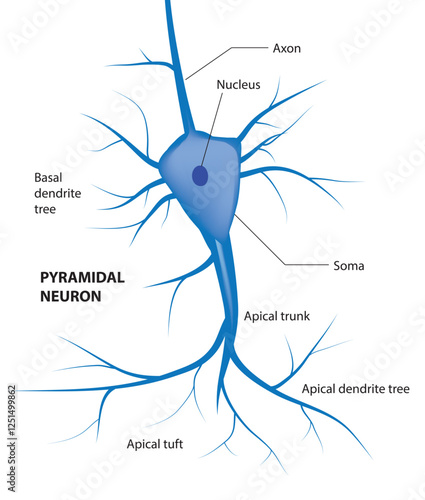 Pyramidal cell