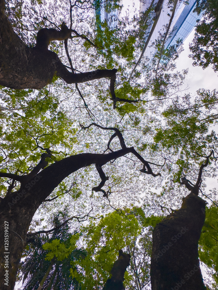 Naklejka premium tree branches against blue sky