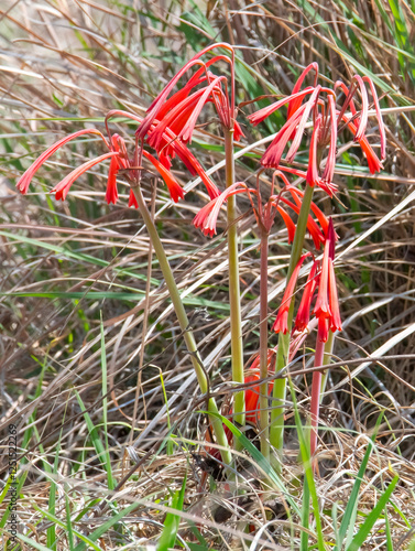 Green-tipped Fire Lily (Cyrtanthus tuckii), Reitvlei Nature Reserve. photo