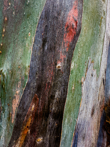 texture of the bark of a tree