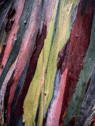 texture of the bark of a tree