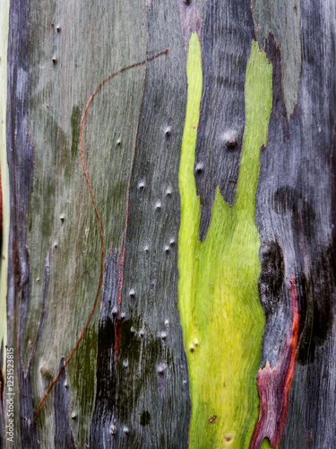 texture of the bark of a tree