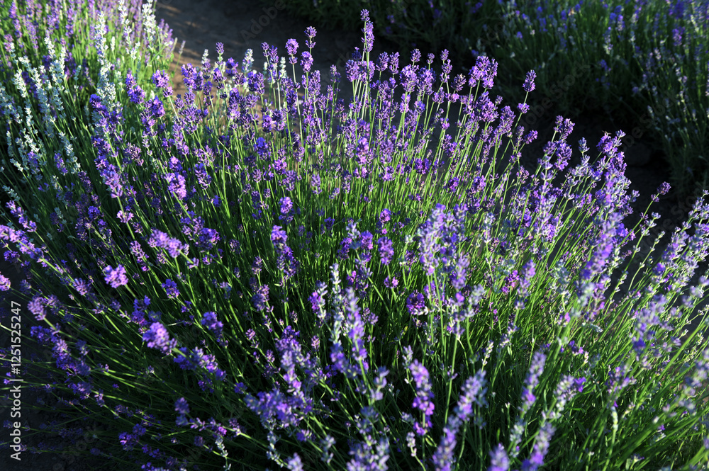 Obraz premium Purple Lavender Flowers Against Blurred Meadow Background