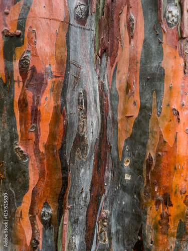texture of the bark of a tree