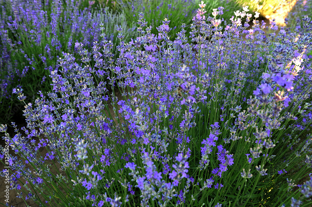 Obraz premium Purple Lavender Flowers Against Blurred Meadow Background