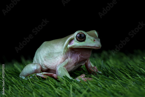 Green tree frog on a grass, dumpy frog side view, litoria caerulea, animals closeup