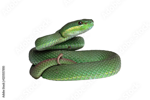 Green viper snake isolated, trimeresurus albolabris
