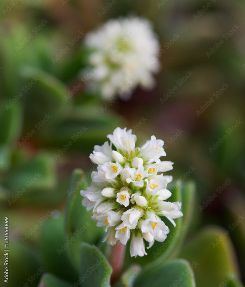 Beautiful close-up of the flowers of crassula tomentosa Beautiful close-up of the flowers of crassula tomentosa