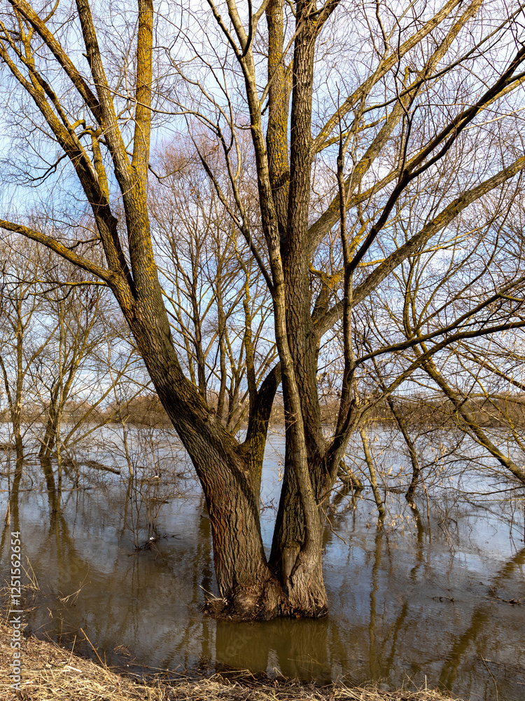 Tree with two branches is surrounded by water Tree with two branches is surrounded by water