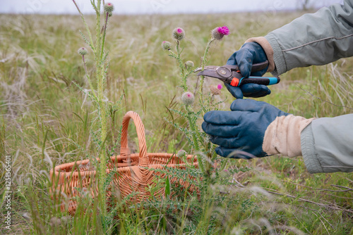 Fotografie farmer wearing gloves carefully collects thistle flowers with pruning shears as