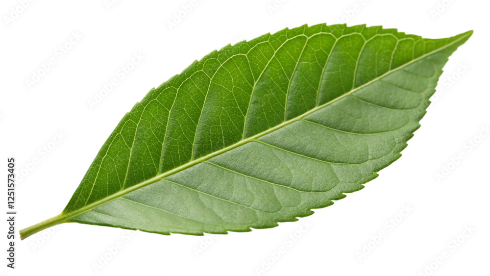 Obraz premium green leaf isolated on white
