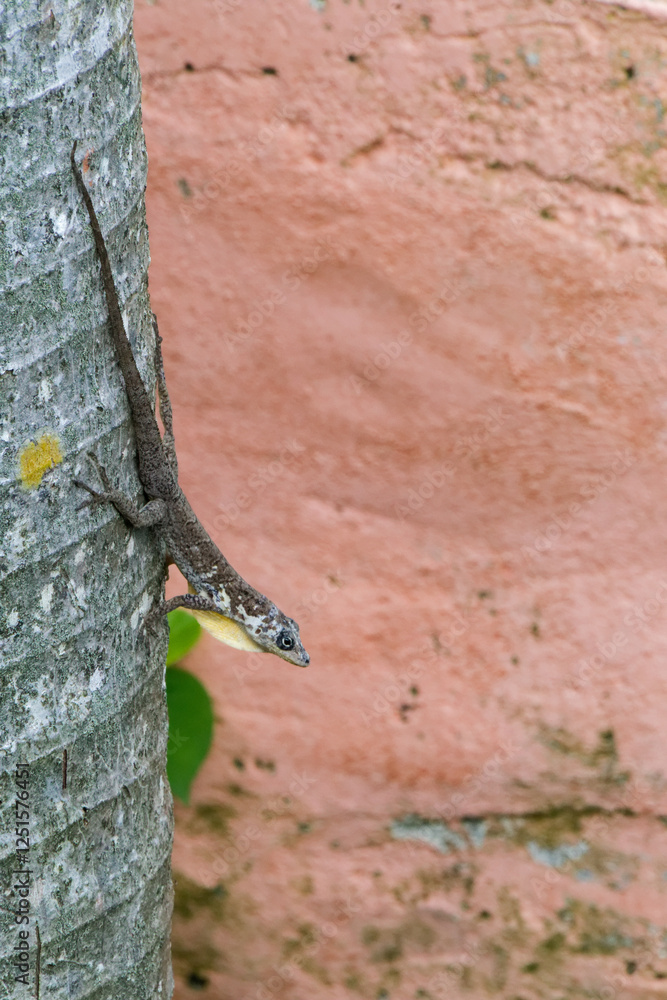 Anolis Roquet et son fanon jugulaire jaunâtre - Martinique. Anolis Roquet et son fanon jugulaire jaunâtre - Martinique.