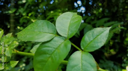 Wallpaper Mural Close-Up of Green Leaves in Nature. green leaves in the garden Torontodigital.ca