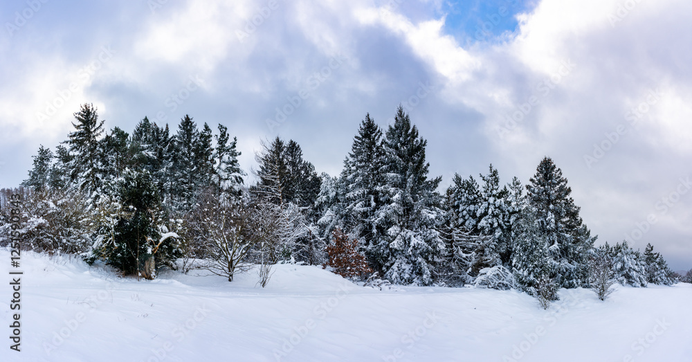 Fototapeta premium Winterwald