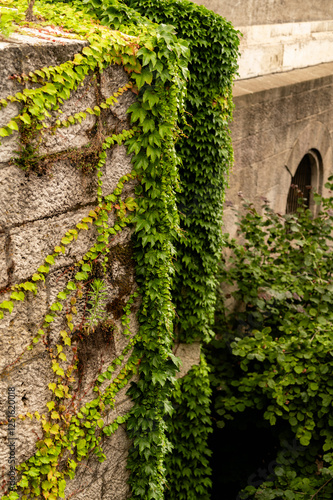 ivy covered wall